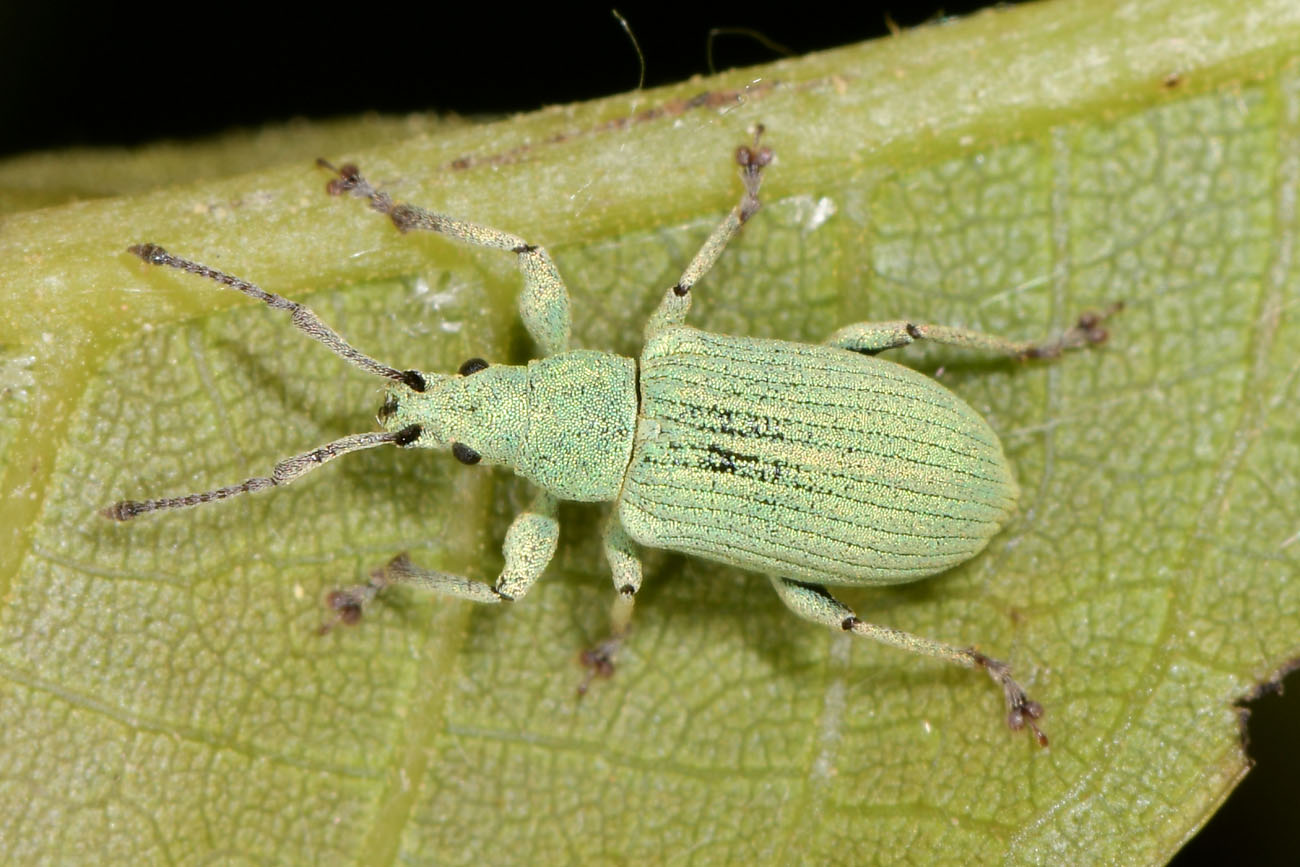 Curculionidae:  Phyllobius sp?  S, Phyllobius (Subphyllobius) virideaeris virideaeris